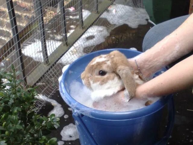 Можно ли мыть кролика декоративного. Кролик купается. Кролик в тазике. Купание кролика декоративного.