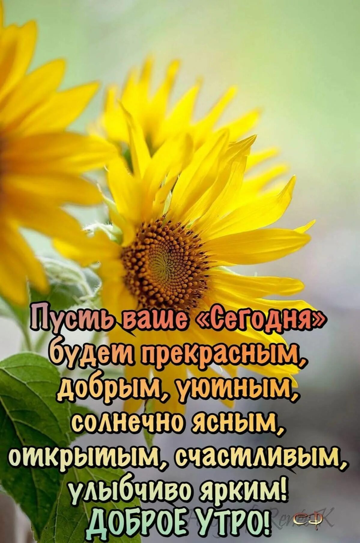 Доброго дня философское. Доброе утро солнечного настроения. С добрым солнечным утром пожелания. С добрым утром позитивные пожелания. Доброго соонечного утро.