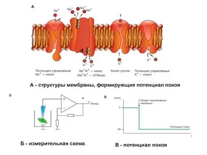 Каналы утечки физиология