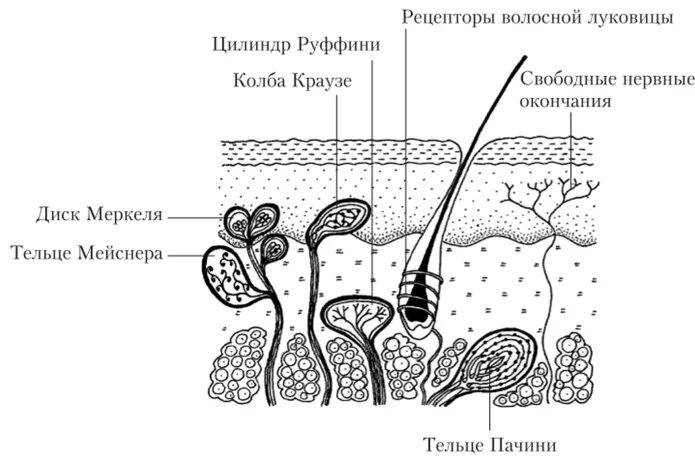 Укажите место расположения тактильных рецепторов Что обозначает тактильная