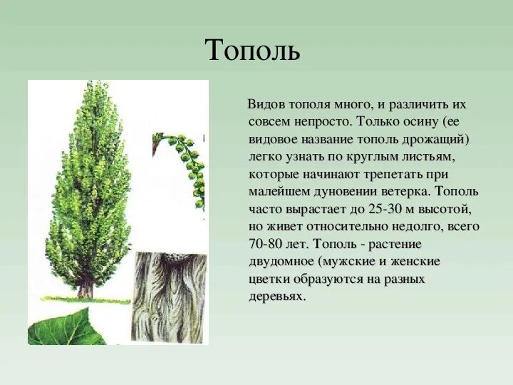 Тополь пирамидальный высота Каталог одежды Dress-m.ru