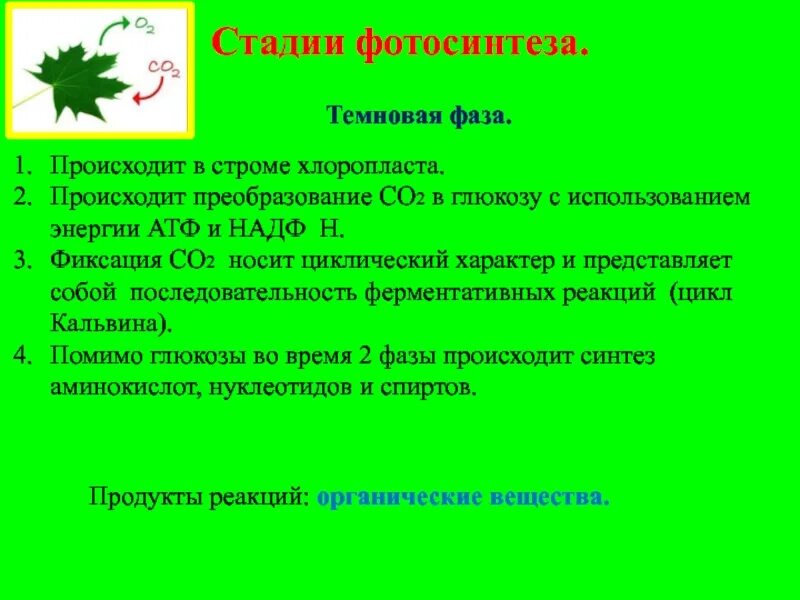 В строме хлоропластов протекает. Что происходит в строме хлоропласта. В строме хлоропласта происходит процесс. Где происходит фиксация со2 в хлоропластах. В строме хлоропласта происходит темновая фаза.