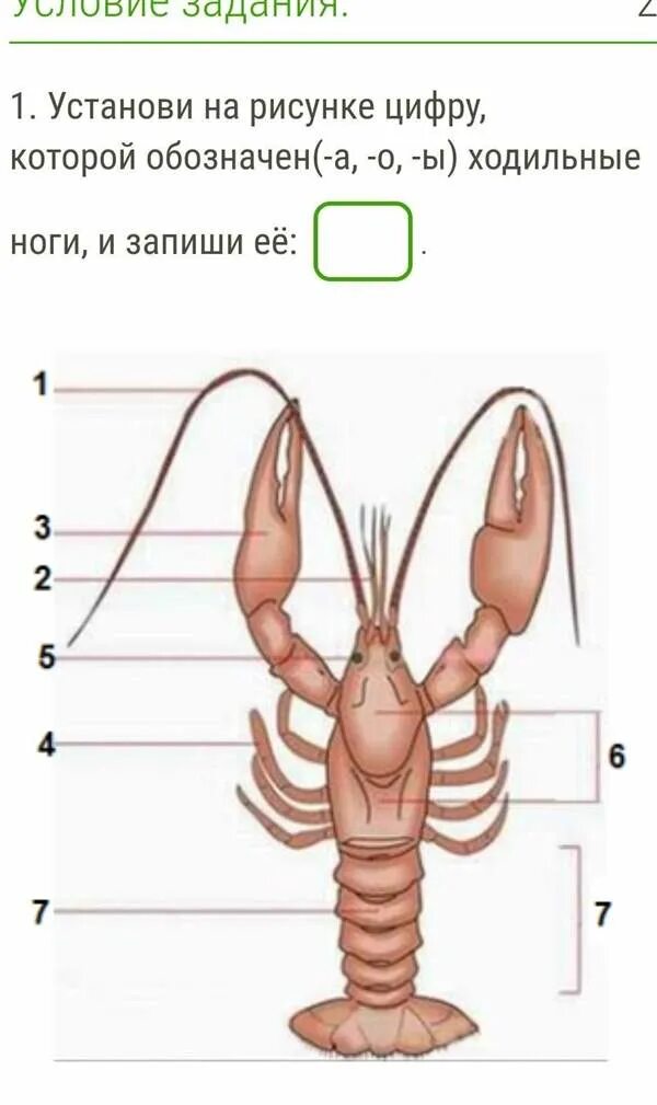 Внешнее строение тела ракообразных. Внешнее строение ракообразных 7. части тела ракообразных. антеннулы и антенны у ракообразных. головогрудь у ракообразных.