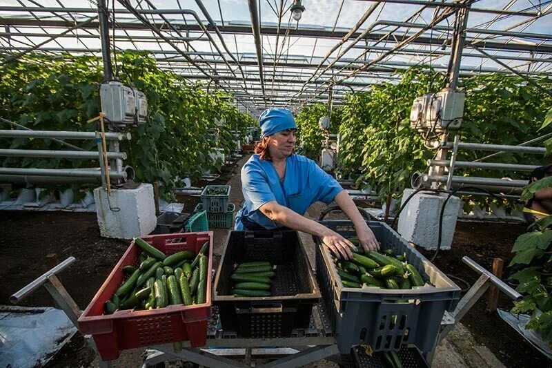 Работники магазина. Работник супермаркета. Подработка овощей. Фасовщик овощей и фруктов. Сотрудник на выкладку товара.