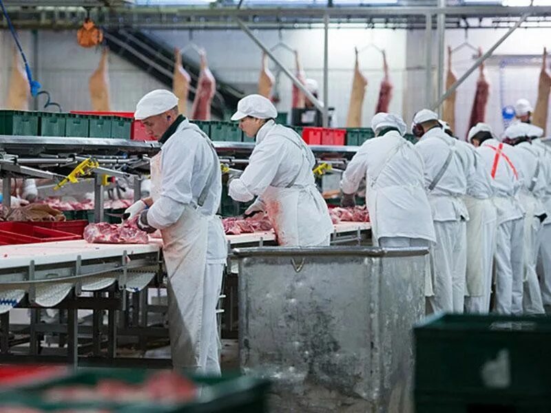 Требования к мясоперерабатывающим предприятиям
