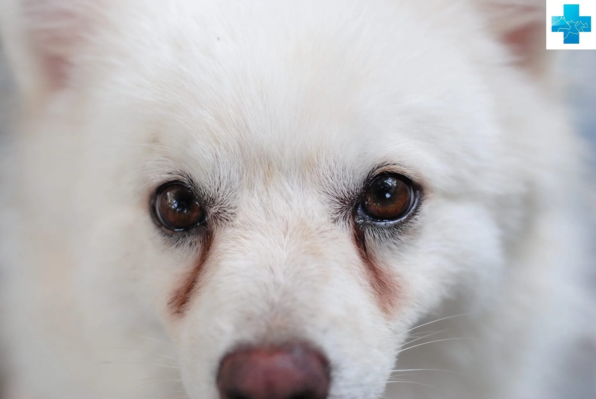 У щенка текут глаза. Белый шпиц глаза. Глаша слещятся у собак.