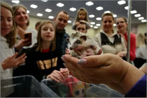 Выставка кошек спб