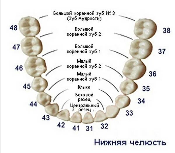 Коренной на английском. Челюсть человека строение зубов нумерация. Пятый зуб снизу схема. Анатомия зубов верхней челюсти человека. Зубы верхней и нижней челюсти.