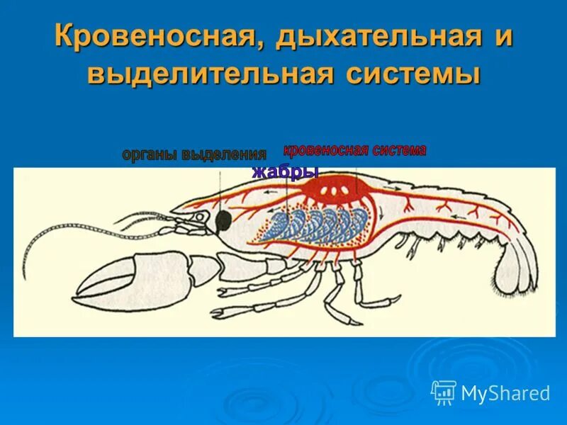 Дыхательная система членистоногих ракообразных. Кровеносная система ракообразных. Выделительная система ракообразных. Выделительная система ракообразных представлена.