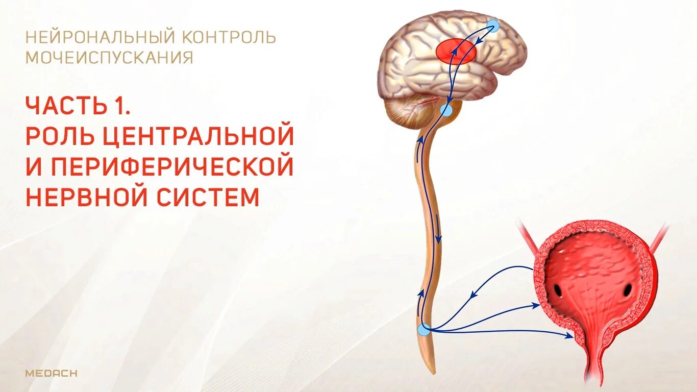 Неполное опорожнение мочевого у мужчины. Центр регуляции мочеиспускания. Рефлекторная регуляция мочеиспускания. Центр рефлекса мочеиспускания расположен в. Центр мочеиспускания в головном мозге.