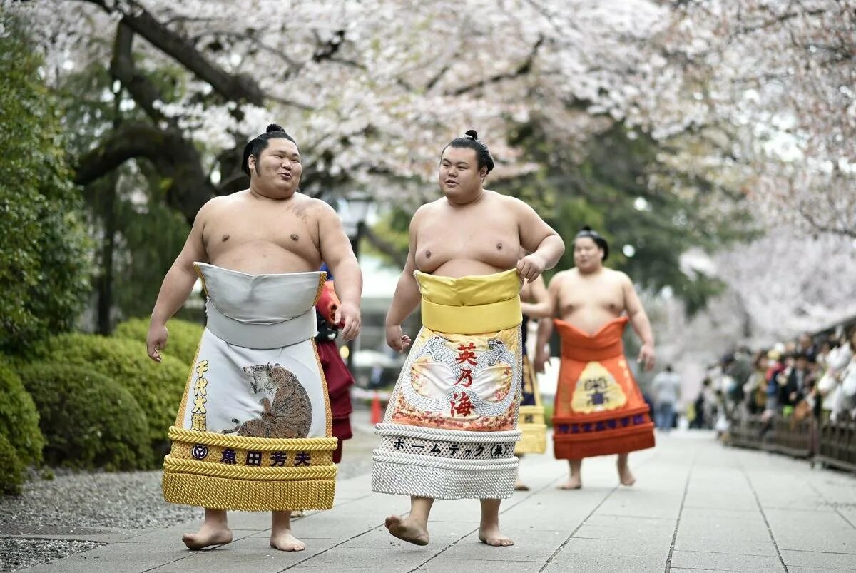 Маваси. Сумо Япония. Японские борцы сумо.