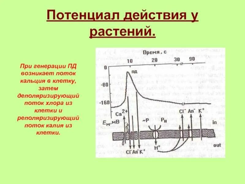 Потенциал проклинателя володин. Потенциал проклинателя володин. Ионный механизм происхождения потенциала покоя. Потенциал проклинателя володин. Параметры леннарда джонса.