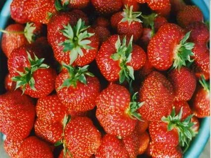 Черный принц клубника фото отзывы садоводов