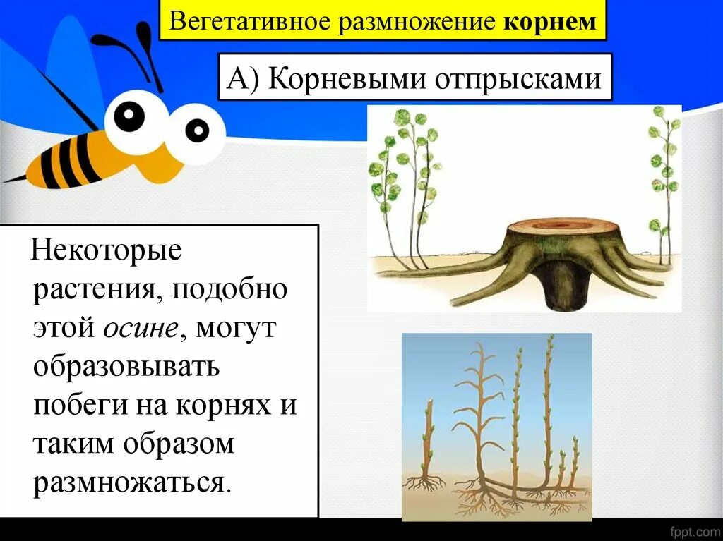 В чем заключается значение размножения для осины. Вегетативное размножение корнем. вегетативное размножение растений корневыми отпрысками. размножение корневыми отпрысками. вегетативное размножение осины.