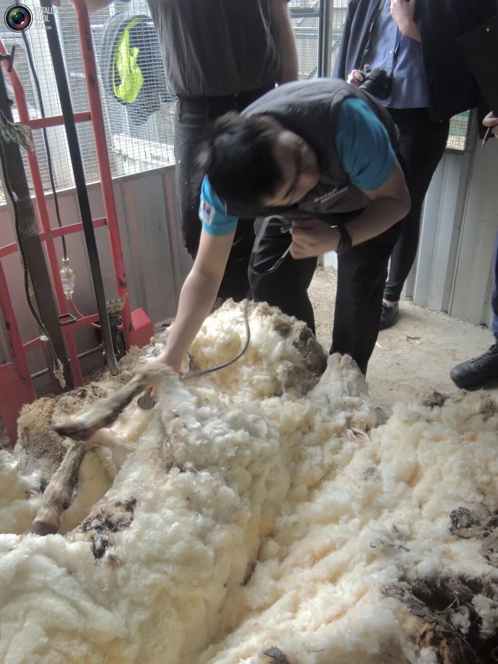 Австралийские бараны мериносы. Пряжа элитная пехорка палитра. Пряжа весовая кавказская шерсть 100%. Вес шерсти. Пехорка элитная 100% меринос.