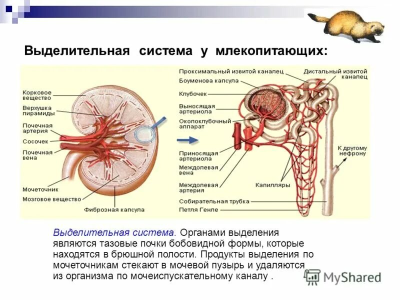 Мочеточники млекопитающих. Система органов выделения млекопитающих. Строение и функции выделительной системы млекопитающих. Строение выделительной системы млекопитающих 8 класс. Строение почек млекопитающих.