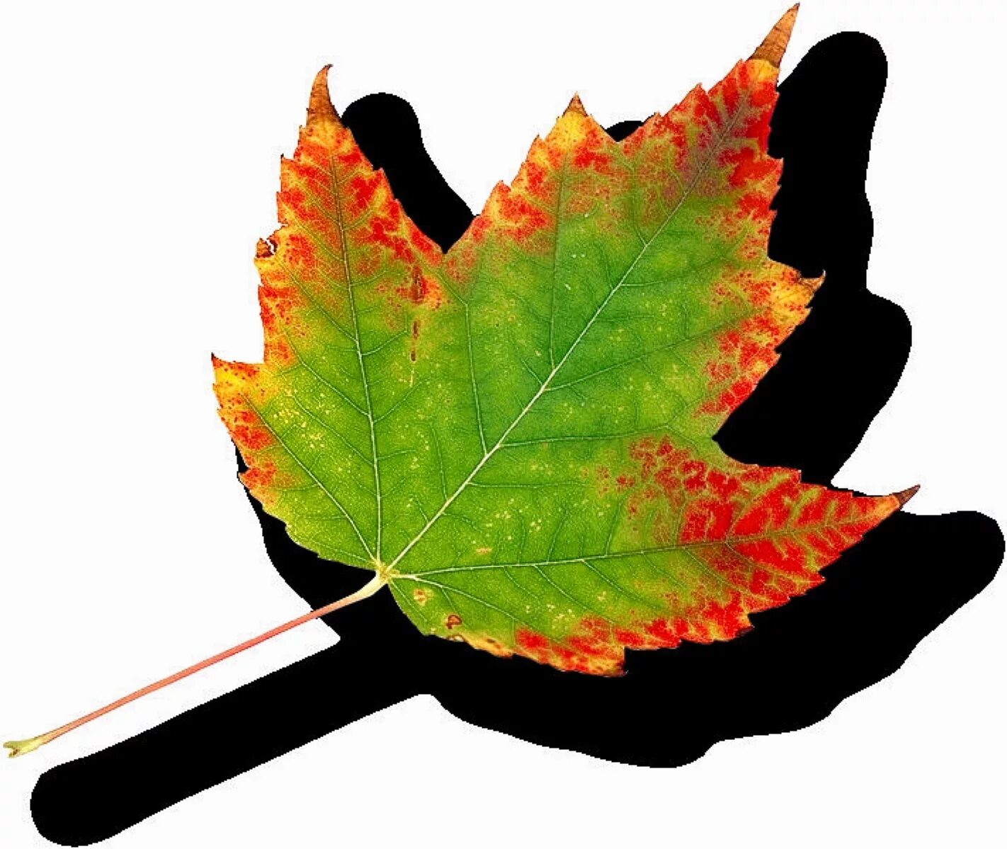 Fallen Leaf студия. Collect Leafs. Autumn Leaf collection. Leaf 8 делений. Leaves collection
