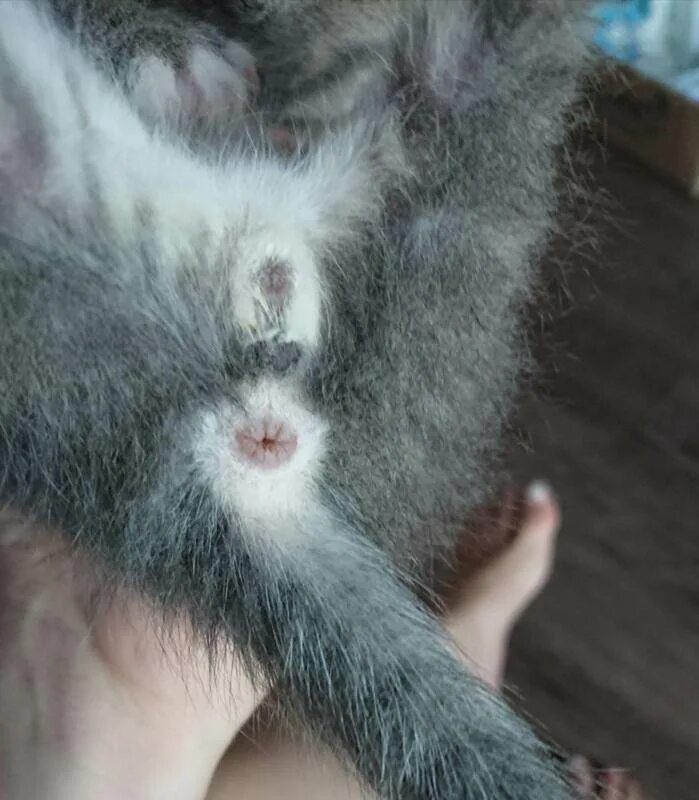 Как определить котенка кот. Котенок мальчик или девочка.