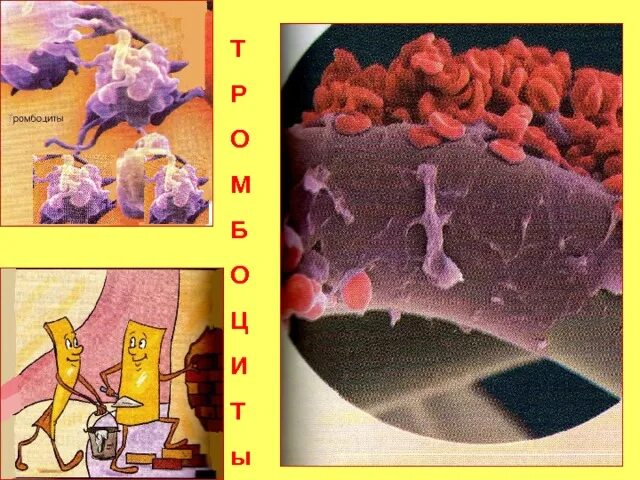 Кровь окружающий мир. Кровь человека 3 класс окружающий мир. Клетки крови 4 класс окружающий мир. Кровь 4 класс окружающий мир. Из чего состоит кровь 4 класс окружающий мир.