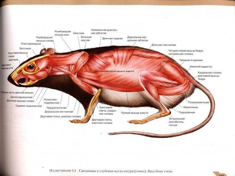Строение морской свинки анатомия самца. Анатомия морской свинки скелет. Строение мыши полевки. Серая крыса строение