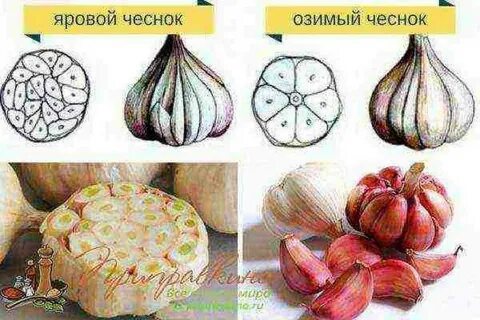 Виды озимого чеснока