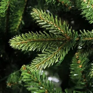 Ель royal christmas