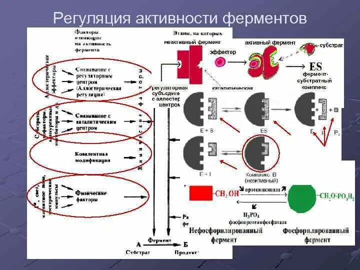 Регуляция изменения активности ферментов. Аллостерическая регуляция активности ферментов. Медленный механизм регуляции активности ферментов. Механизм регуляции ферментов схемы.