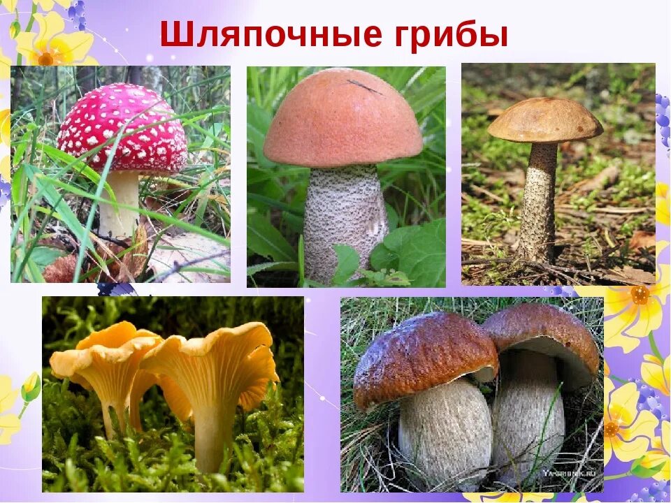 Шляпочные грибы примеры растений. Шляпочные грибы. Шляпочные грибы разнообразие. Съедобные Шляпочные грибы съедобные.