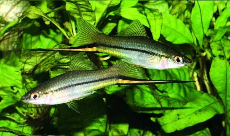 Зеленый меченосец фото Меченосец (Xiphophorus helleri Heckel) АкваДомик
