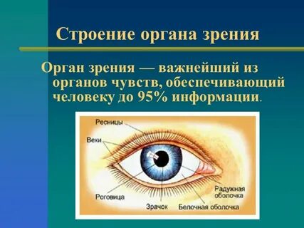 Анализаторы органов зрения