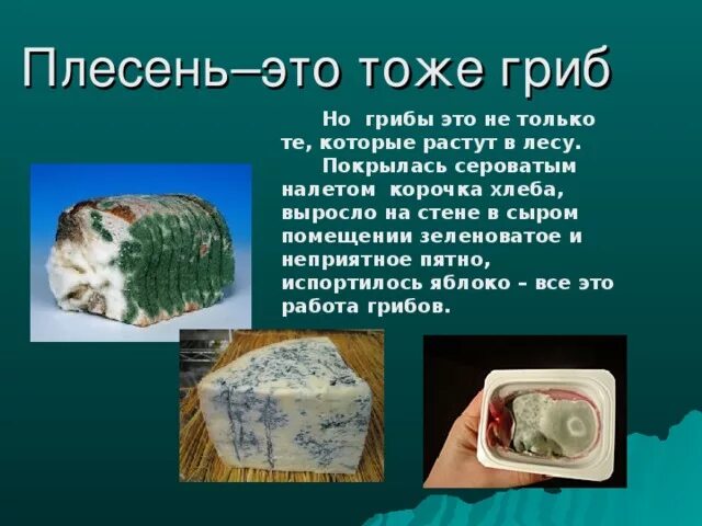 Проект плесень 4 класс Презентация "исследовательская работа плесень тоже гриб"