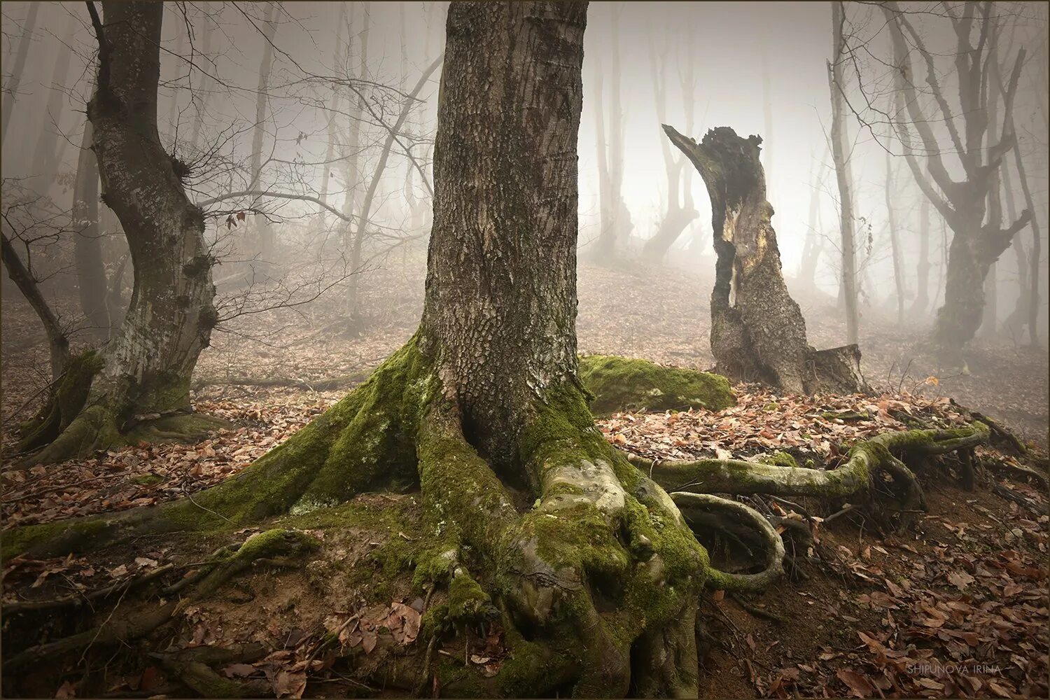 Страшные Лесные существа. Чудища леса