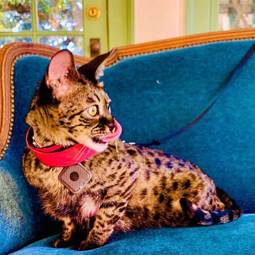 Кот ашера. Саванна ашера. кошка ашера. мейн кун ашера. саванна кошка.