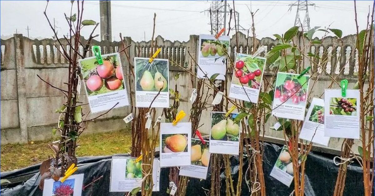 Саженцы деревьев. Саженцы плодовых. Саженцы плодовых в питомнике. Саженцы плодово ягодных культур. Питомник ягодных саженцев