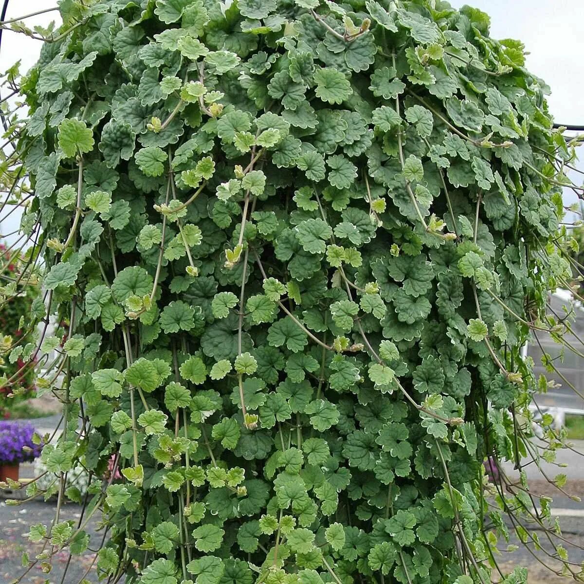 Глехома variegata. Глехома будра ампельная. Будра плющевидная ампельная. Будра вариегатная ампельная. Будра вариегатная фото