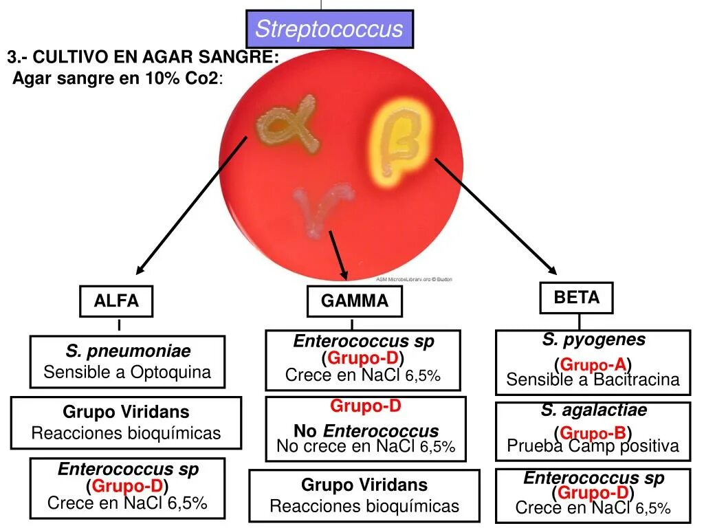 Тест на стрептококки в аптеке. Streptococcus agalactiae патогенез. Стрептококки патогенез микробиология. Схема исследования стрептококков.