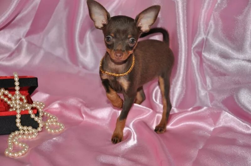 русский той терьер гладкошерстный. карликовый терьер. ершистый терьер щенки. мини той терьер 2 года. крупные щенки йоркширского терьера купить в москве.