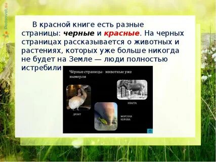 Красная книга черные страницы растения
