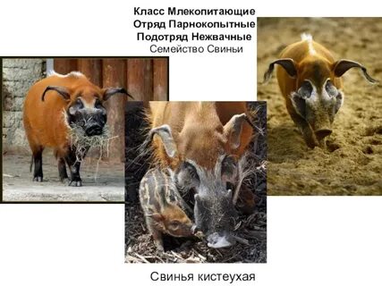 Объединены в подотряды нежвачные и жвачные