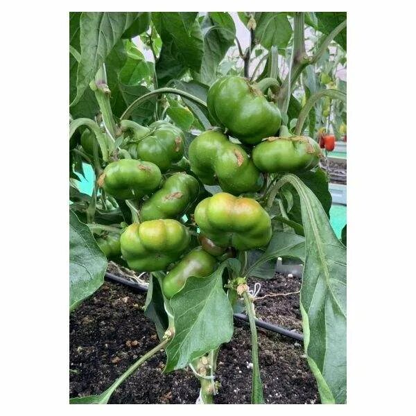 Перец садовое кольцо описание. Сорт перца паприка сладкий. Перец сладкий садовое кольцо. Перец capsicum annuum. Перец садовое кольцо семко.