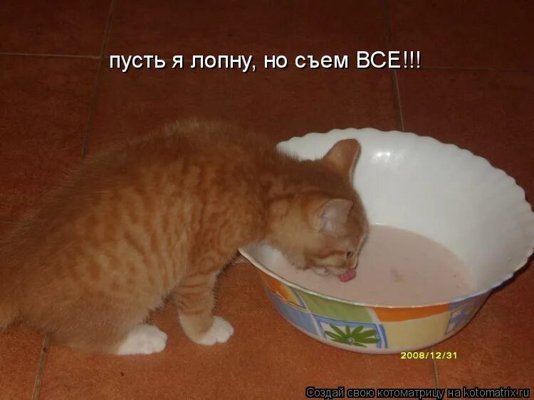 Я все съем. Кот с колбасой. Смешная сарделька. Жадные коты. Я съем их всех.