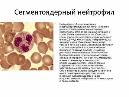 Сегментоядерные нейтрофилы повышение причины