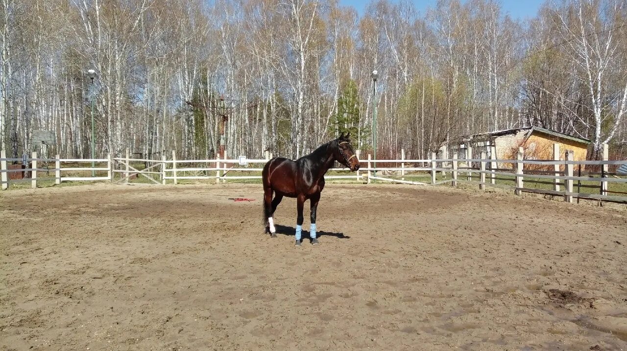 Кск заповедный. Конноспортивный манеж ВДНХ. Конная школа "Аллюр". Аллюр Истра. Открытый манеж для верховой езды.