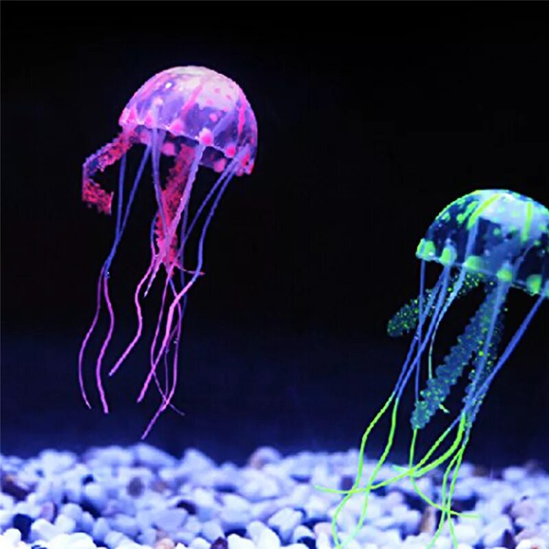 Құлақты медуза. Кубомедуза в таиланде. Медузы в китае. Медузы китай. Донная медуза.