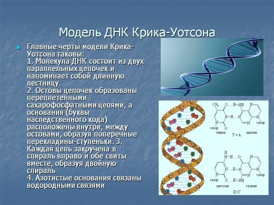 Какого структура днк. Модель ДНК Уотсона и крика. Двойная спираль ДНК Уотсона и крика. Модель структуры ДНК. Структура ДНК модель Дж Уотсона и ф крика.