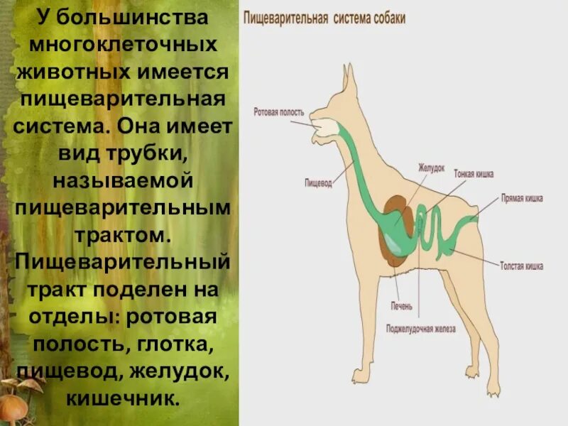 Пищевод собаки