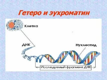 Хроматин эухроматин и гетерохроматин