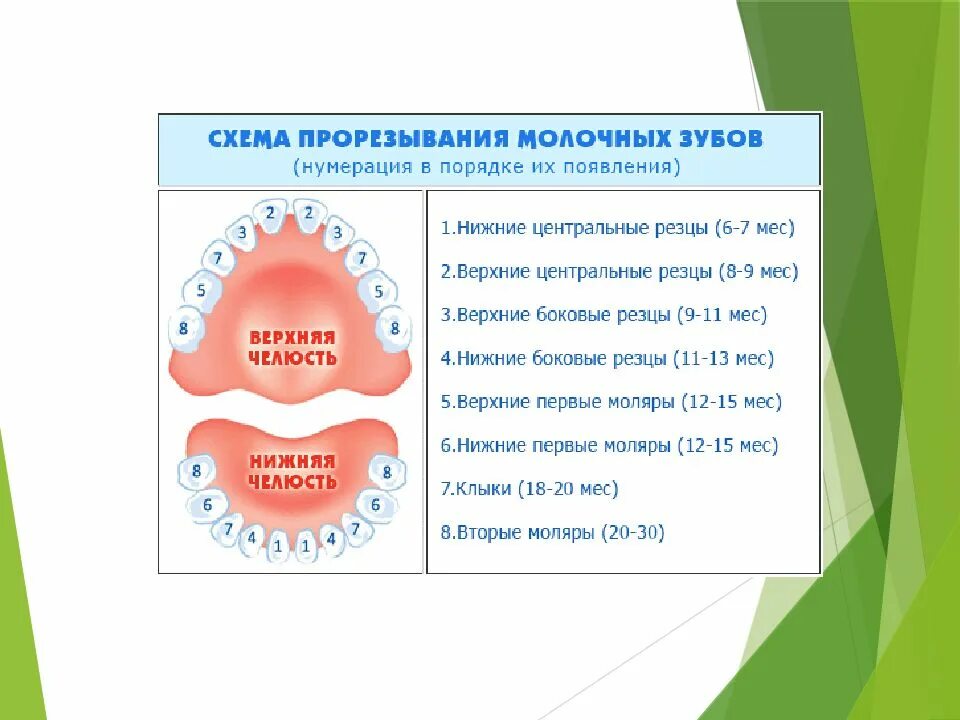 Строение молочных зубов. Молочные зубы у детей строение.