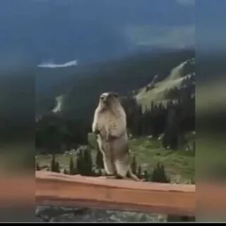 Кричащий бобер видео