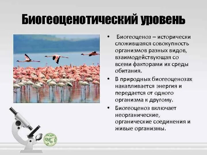 Исторически сложившаяся совокупность видов. Совокупность организмов разных видов. Биогеоценотический кризис. Живые организмы биогеоценоз исторически сло. Биогеоценотический уровень организации.